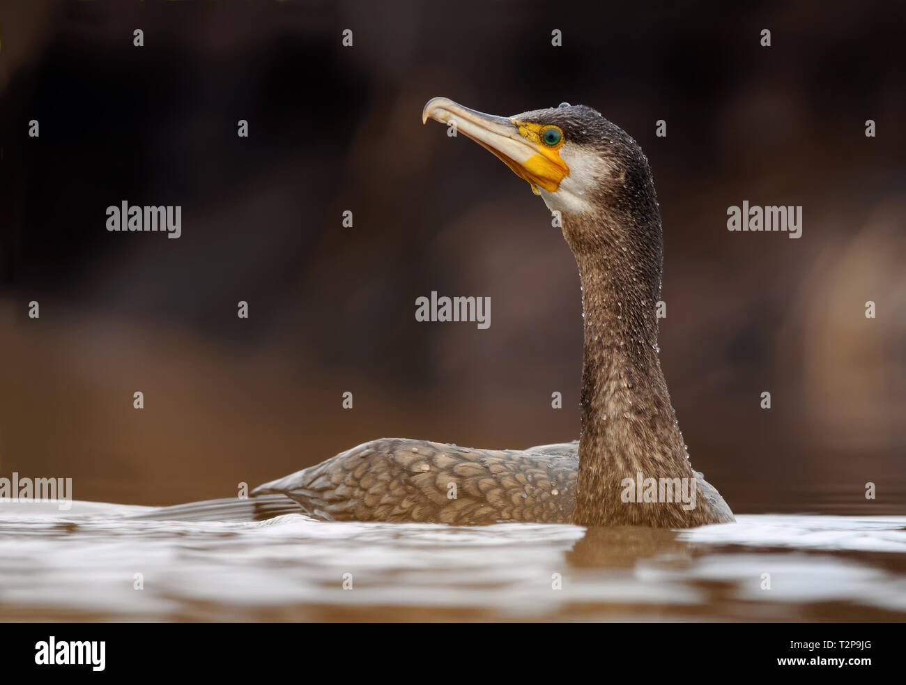 Kormoran Schwimmen im Fluss in der Nähe der Oberfläche Stockfoto