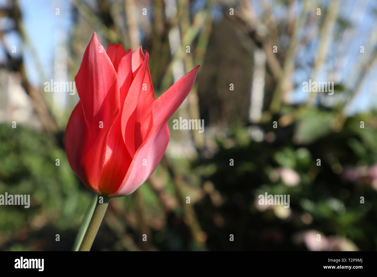 Czarred tulip Vor weichem Hintergrund für Vorlage Stockfoto