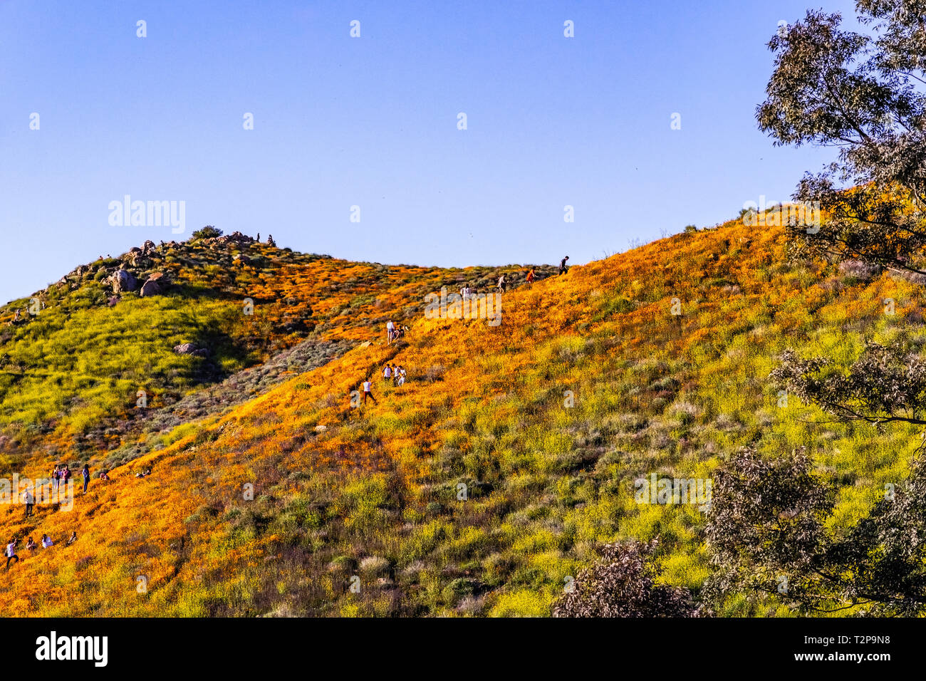 März 16, 2019 See Elsinore/CA/USA - die Leute, die der Walker Canyon Area während der superbloom; Kalifornien Mohnblumen blühen auf dem Berg ri Stockfoto