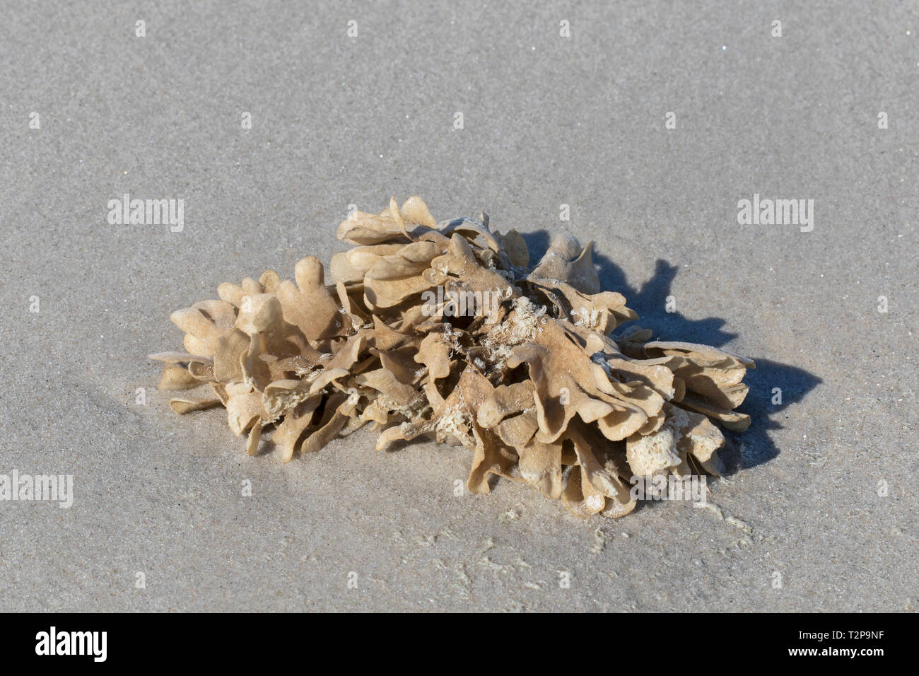 Flustra foliacea/Eschara foliacea, Arten von bryozoen, koloniale Tier im nördlichen Atlantik gefunden gewaschen an Land auf Gezeiten Watt Stockfoto