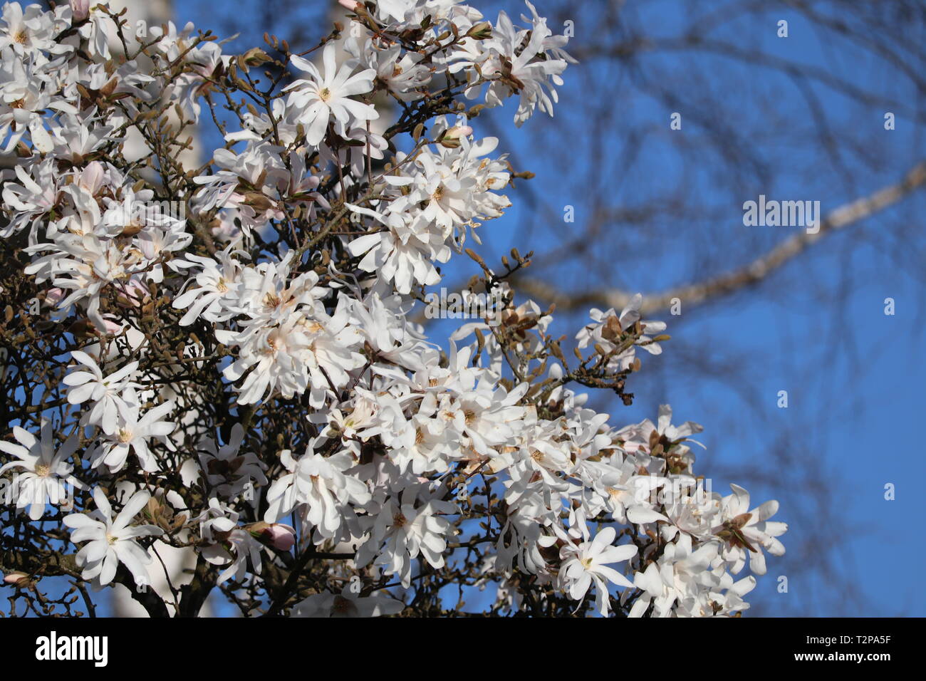 Schöne Sterne Magnolia im Frühjahr mit gutem Wetter Stockfoto