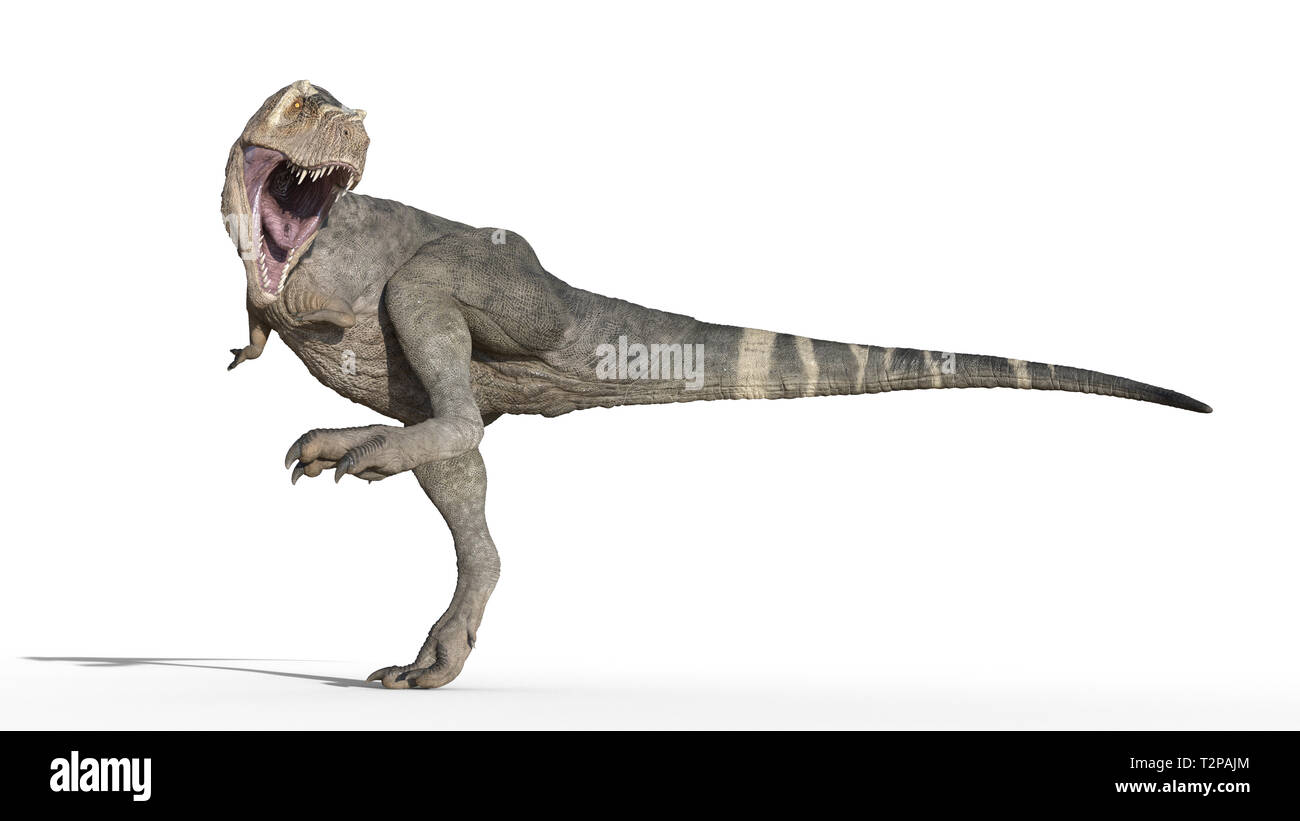 T-Rex Dinosaurier, Tyrannosaurus Rex Reptile stampfender, prähistorische Jurassic Tier auf weißem Hintergrund, 3D-Darstellung Stockfoto
