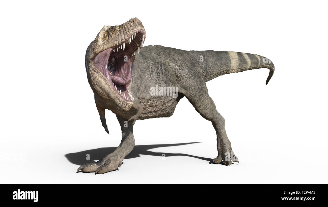 T-Rex Dinosaurier, Tyrannosaurus Rex Reptile wandern, prähistorische Jurassic Tier auf weißem Hintergrund, 3D-Darstellung Stockfoto