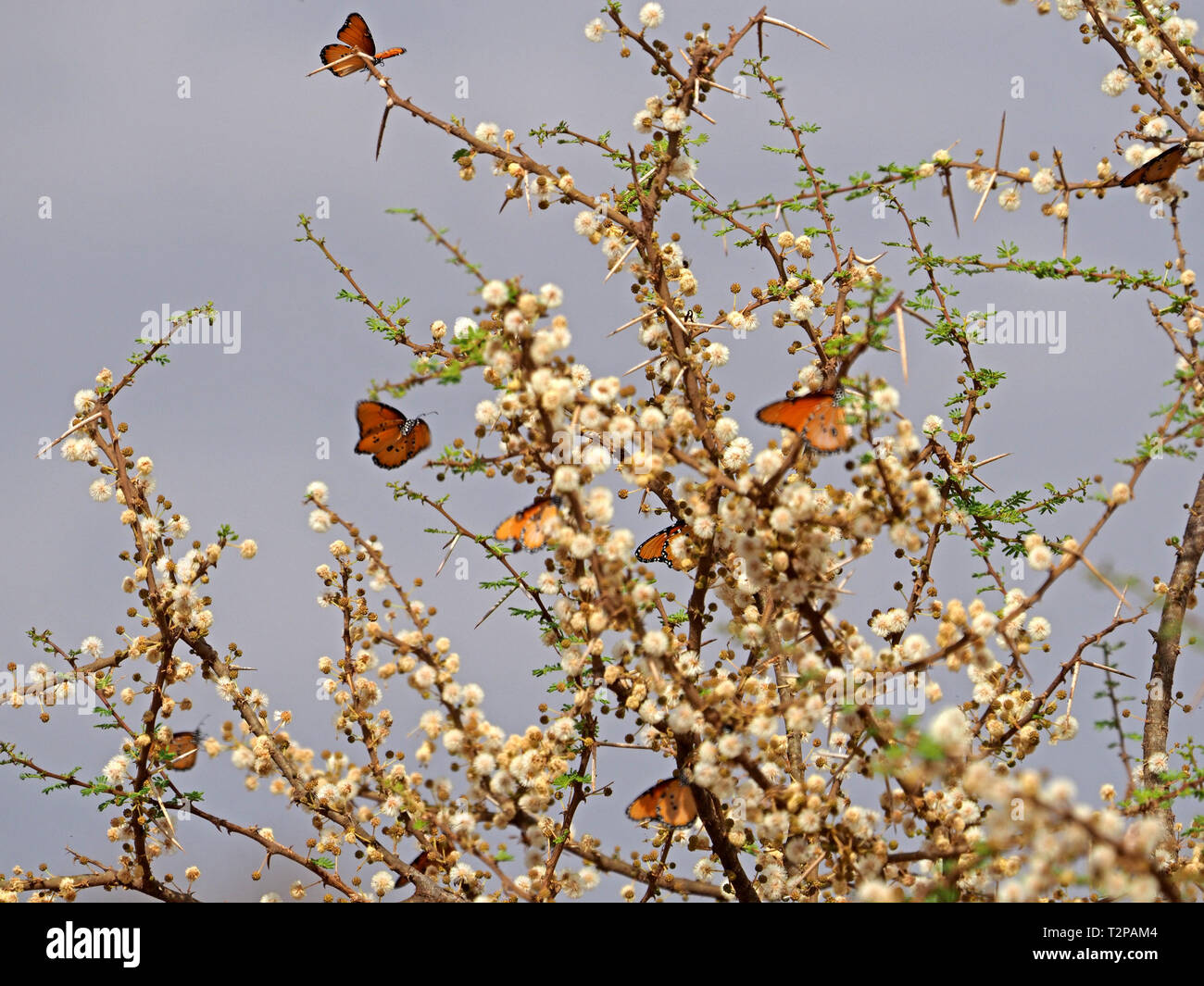 African Queen oder Monarchfalter (Danaus chrysippus) Ernährung auf reichlich Blüten der Akazie in der Nähe von Kulalu Camp, Galana Conservancy, Kenia, Afrika Stockfoto