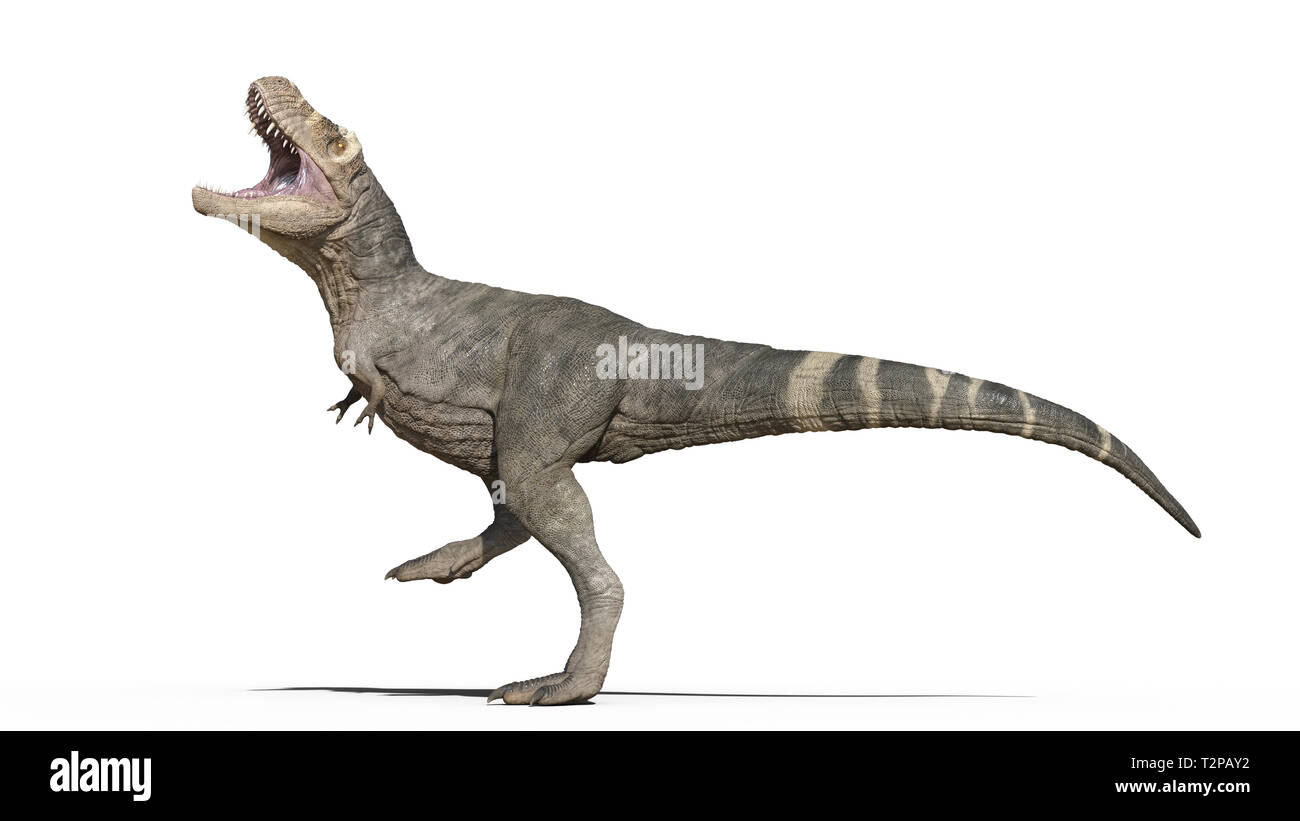 T-Rex Dinosaurier, Tyrannosaurus Rex Reptile, prähistorische Jurassic Tier stomping auf weißem Hintergrund, 3D-Darstellung Stockfoto