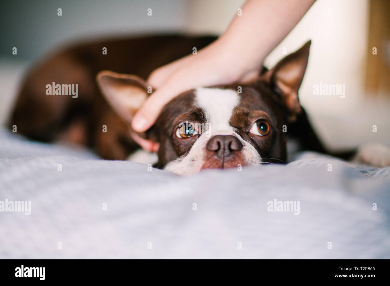 Hund auf Bett streichelte Stockfoto