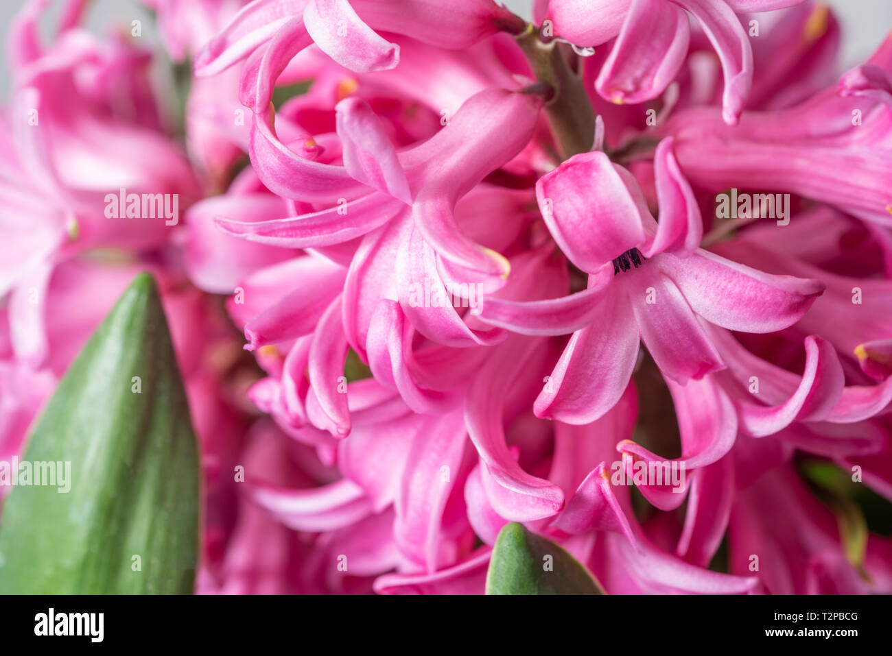 Hollandische Hyazinthe Stockfotos Und Bilder Kaufen Alamy