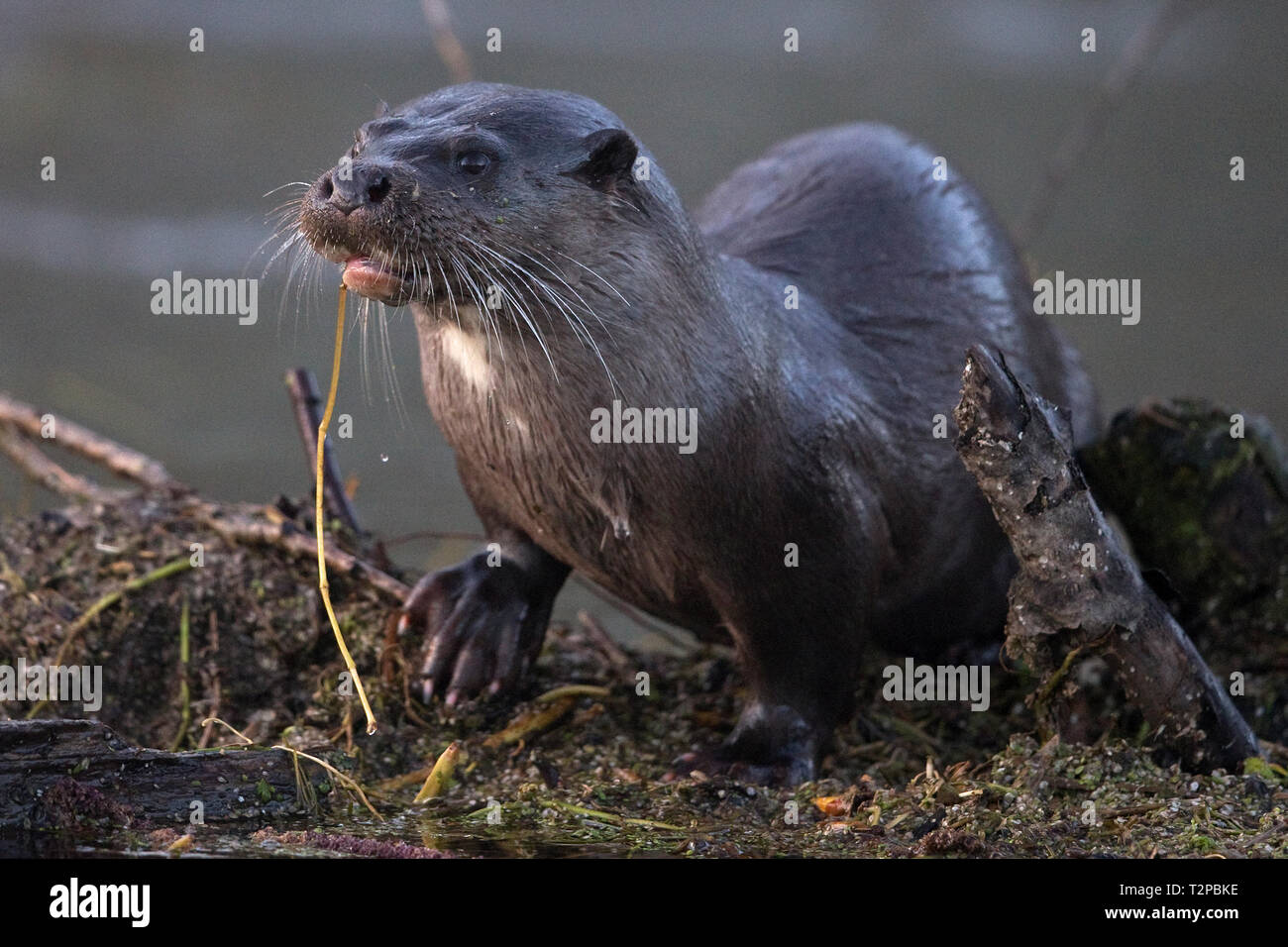 Gemeinsamen Otter (Lutra Lutra) Stockfoto