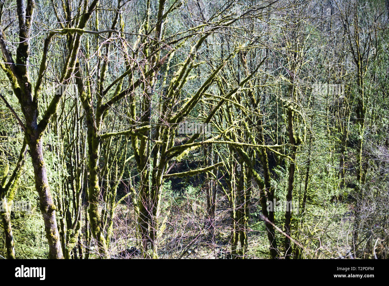 Moosbäume sind ein häufiger Anblick in den Regenwäldern der British Columbia Coast Mountains in Dewdney, Mission, British Columbia, Kanada Stockfoto