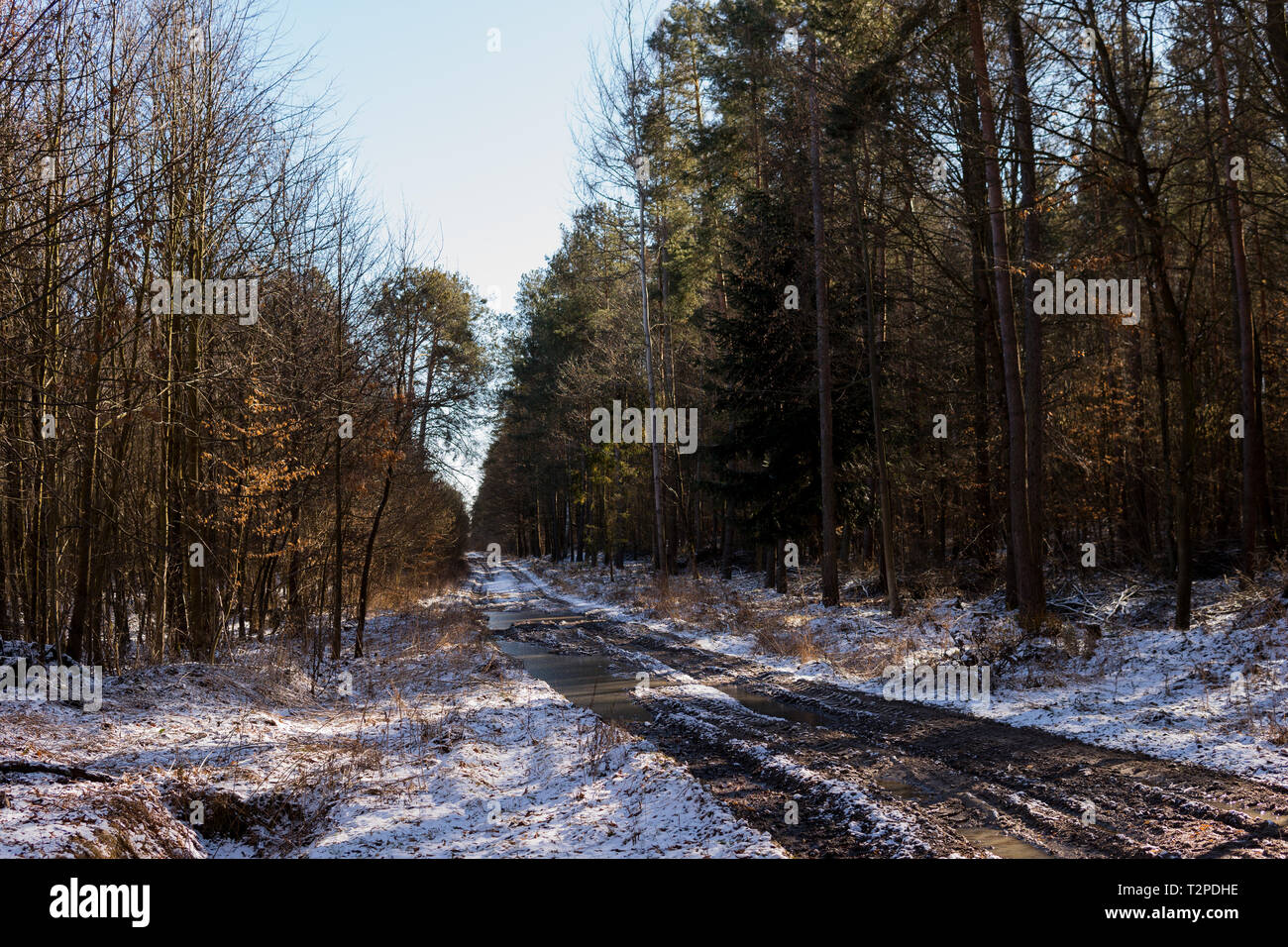 Schlammigen Boden Straße mit Rut durch einen Wald im Winter Stockfoto