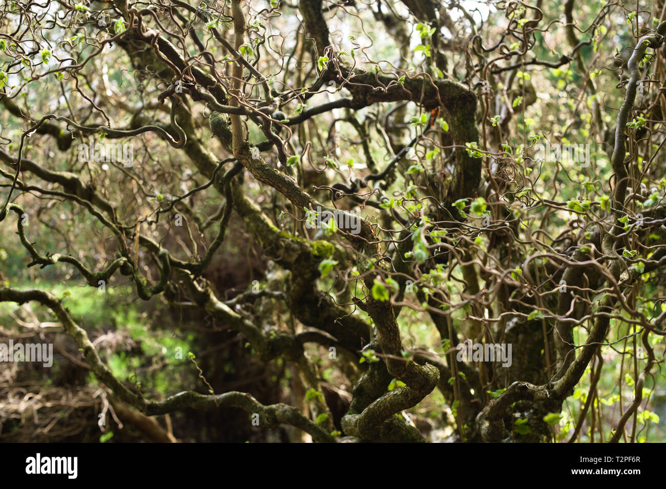 Ein Korkenzieher-Haselnussbaum im Bear Creek Park, Surrey, British Columbia, Kanada Stockfoto