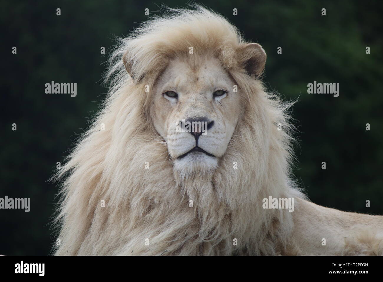 Schöne Lion Portrait Stockfoto