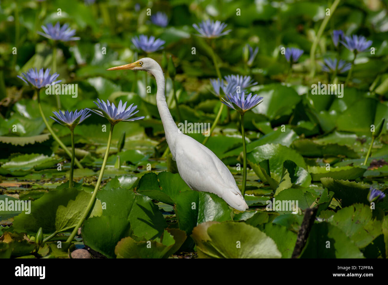 Ein Kleiner Reiher (Arten kleiner Reiher) Angeln in einer Lilly Teich - Queensland, Australien Stockfoto