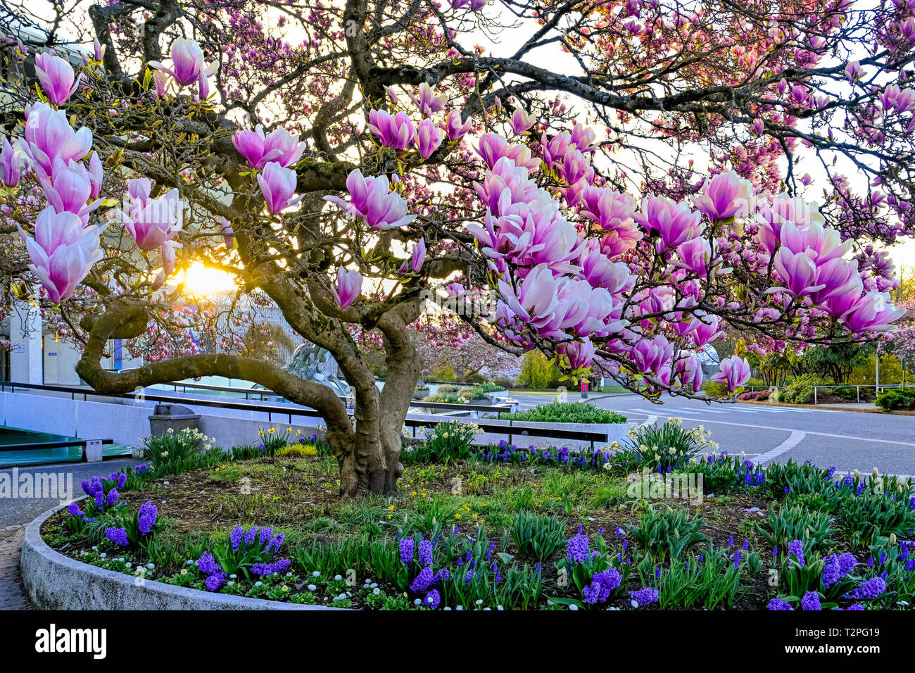 Magnolie in voller Blüte in Vancouver Museum, Vanier Park, Kitsilano, Vancouver, British Columbia, Kanada Stockfoto
