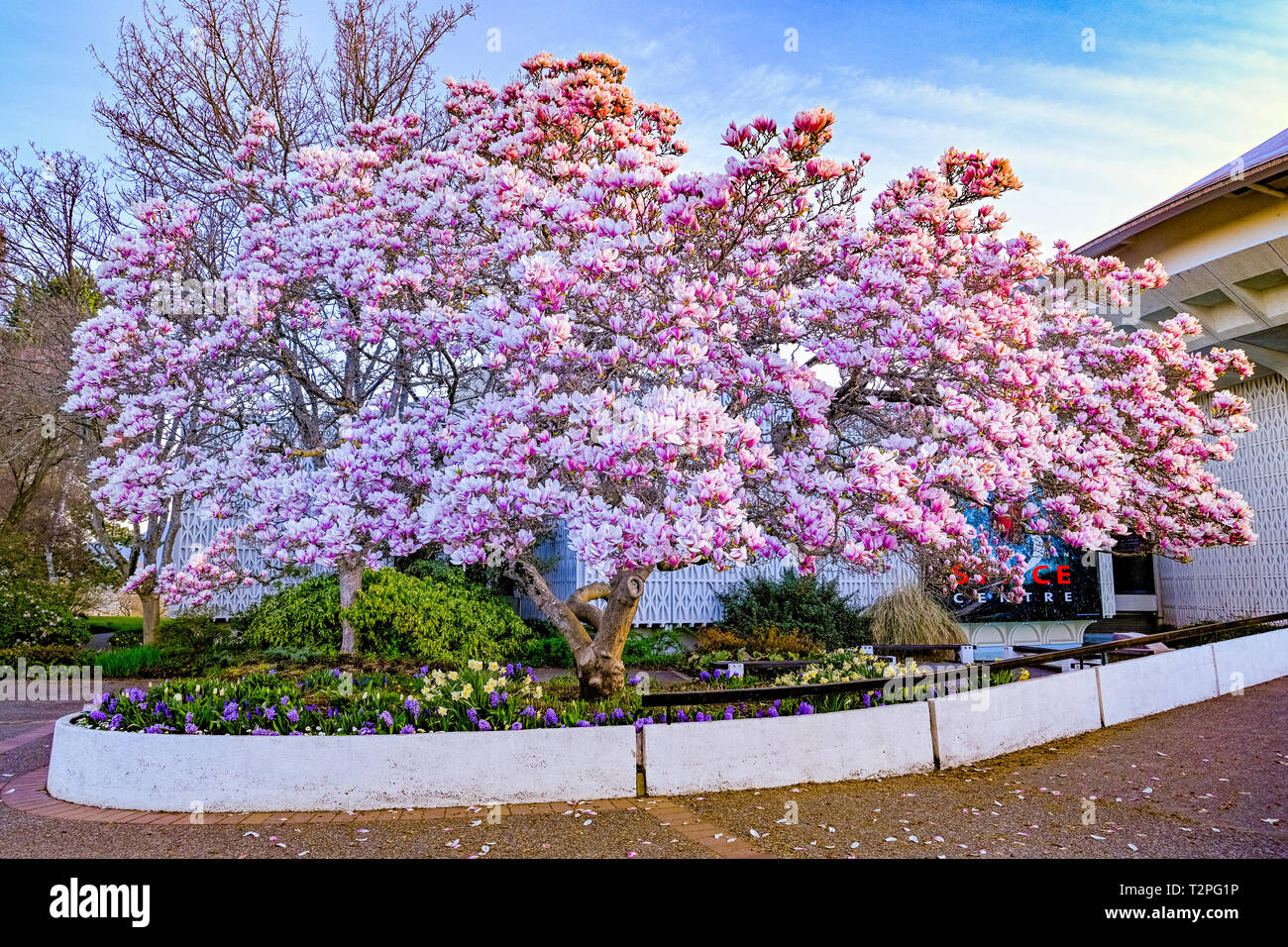 Magnolie in voller Blüte in Vancouver Museum, Vanier Park, Kitsilano, Vancouver, British Columbia, Kanada Stockfoto