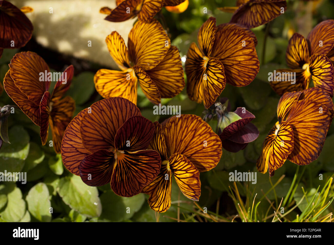 Feder Stiefmütterchen in einem Gewächshaus flower show am Mount Holyoke College. Stockfoto