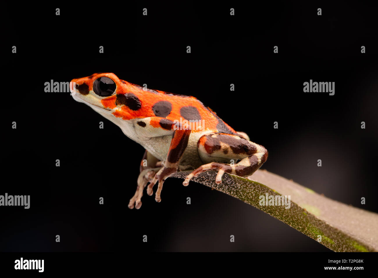 Red tropische Poison dart Frog, OOphaga pumilio von Bocas del Toro, Panama Stockfoto