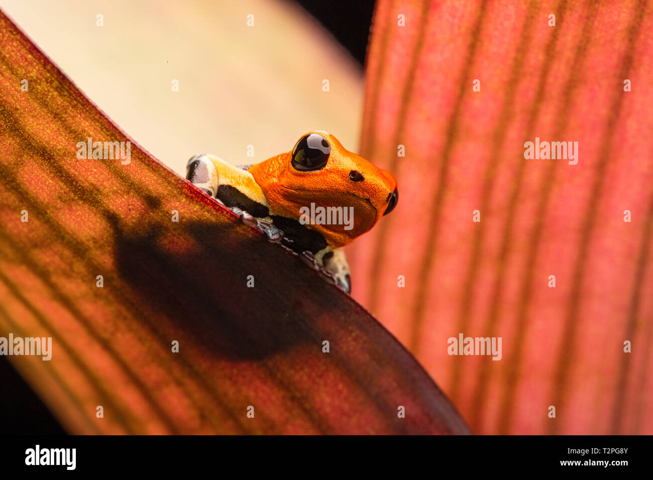 vergiften Sie Dart oder Pfeil Frosch, Ranitomeya Fantastica Caynarichi Morph. Eine kleine rote Spitze Dendrobates aus dem Amazonas-Regenwald in Peru. Dieses Tier ist Stockfoto