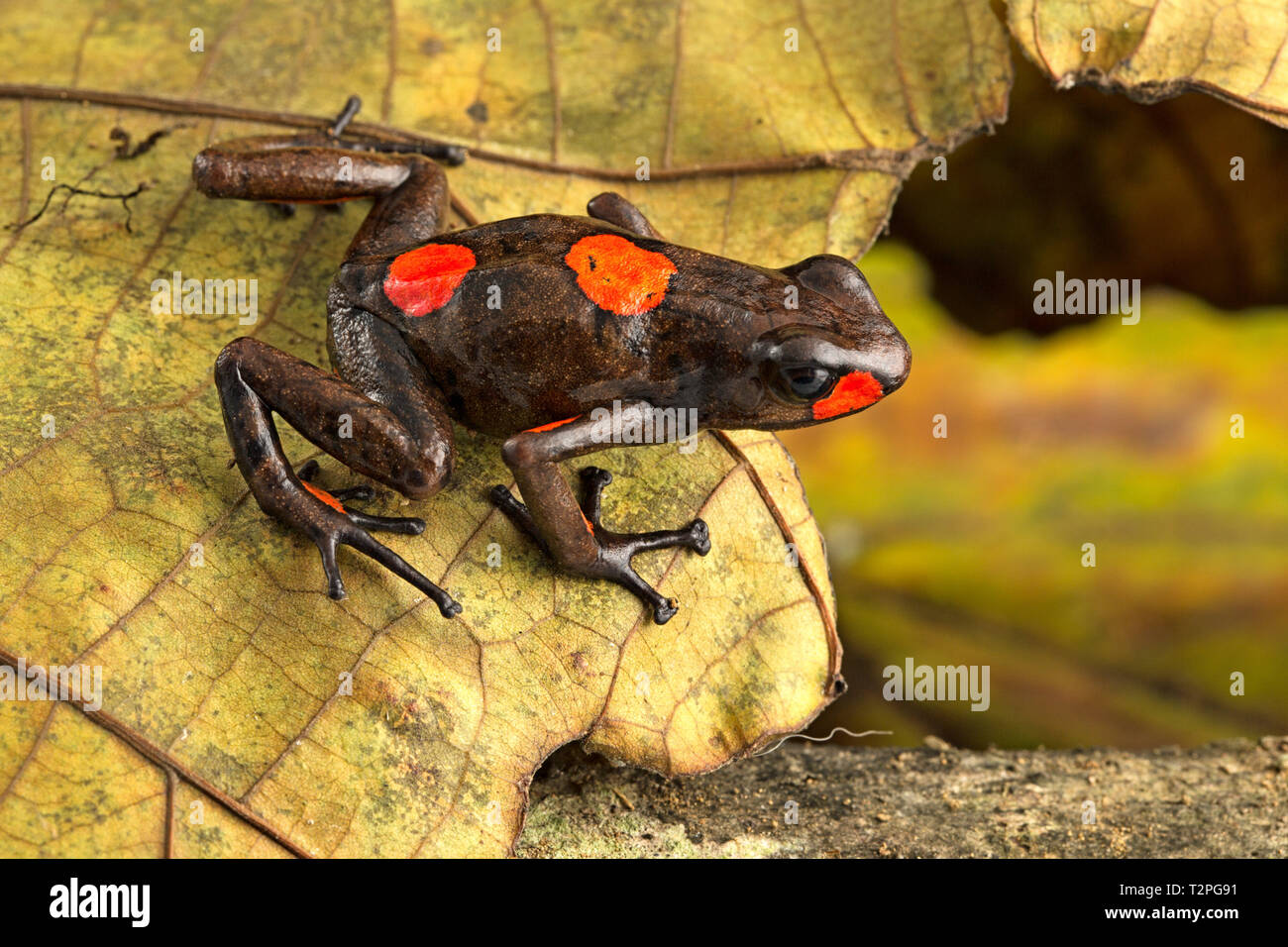 Bullseye harlequin Poison dart Frog, Oophaga histrionica rot gefleckte dartfrog, aus dem Regenwald Kolumbiens. Giftige jungle Tier. Stockfoto