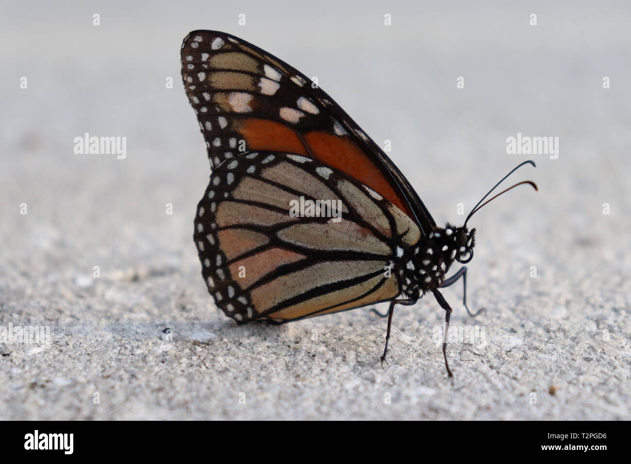 Schmetterling Stockfoto