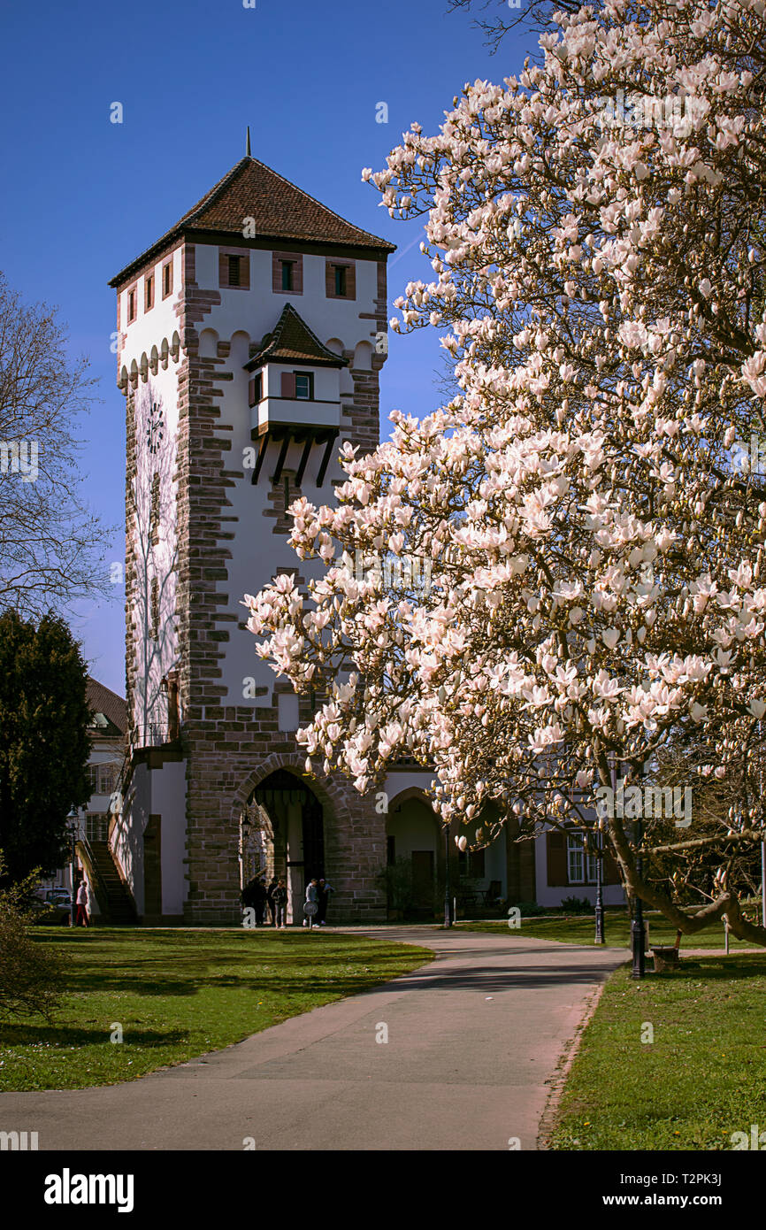 Magnolie und Saint Alban mittelalterliche Tor in Basel, Schweiz. Frühling. St. Alban Tor. Stockfoto