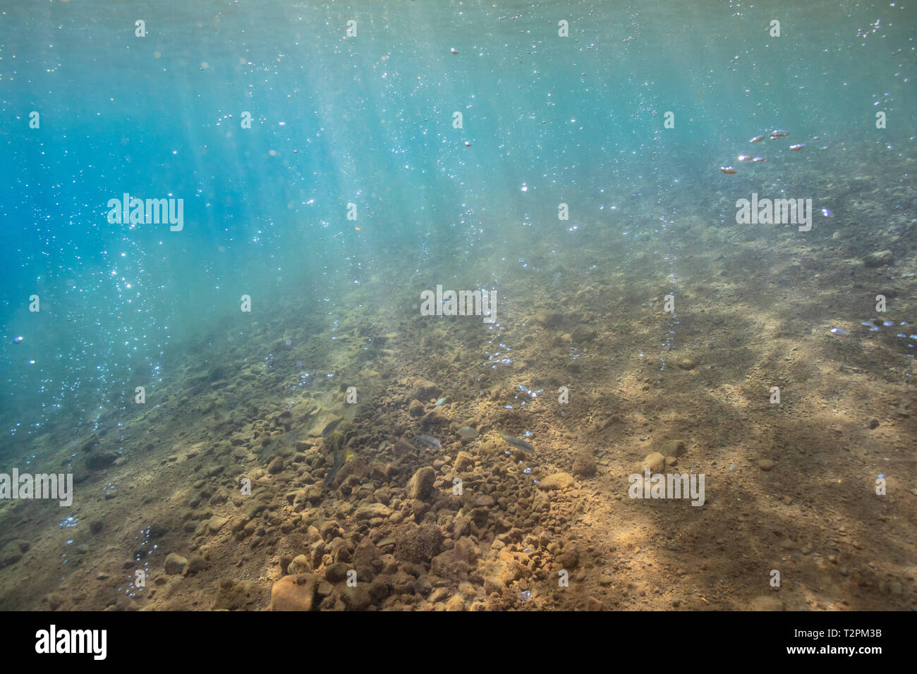 Unter Wasser, Erdwärme blasen, Soufrière, Dominica Stockfoto