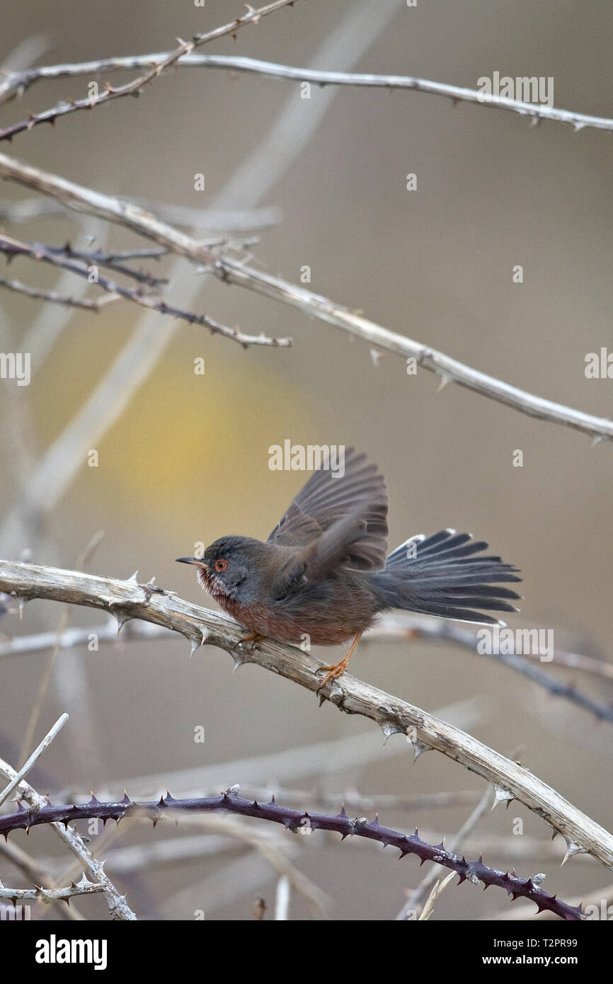 Dartford Warbler (Sylvia Undata) Stockfoto