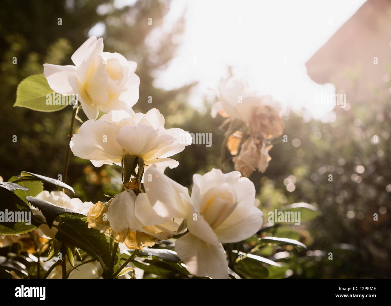 Cremefarbene Rosen Stockfoto