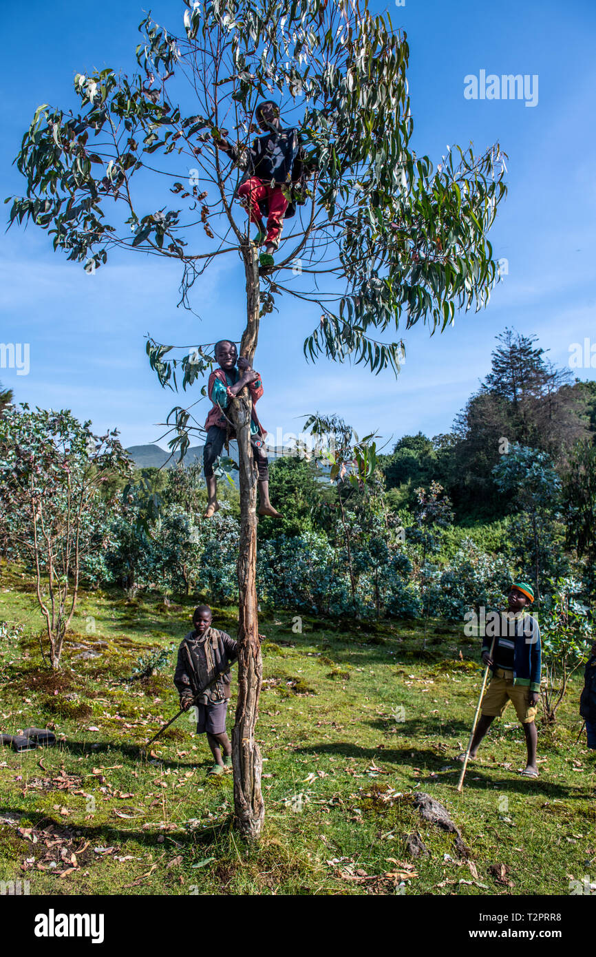 Kinder klettern Baum in der Nähe des Volcanoes National Park, Ruanda Stockfoto