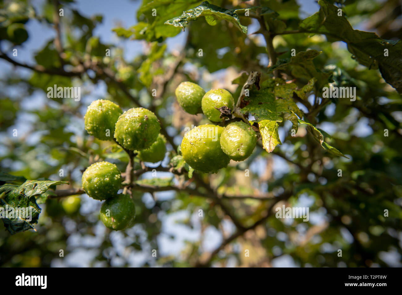 Bitter apple Hecke in der Nähe des Volcanoes National Park, Ruanda Stockfoto