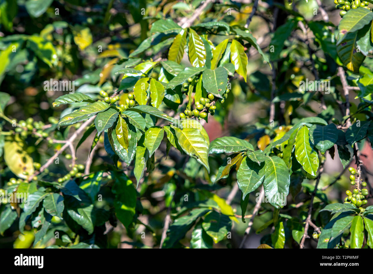 Unreife Kaffeebohnen wachsen am Baum im Nordwesten von Ruanda Stockfoto