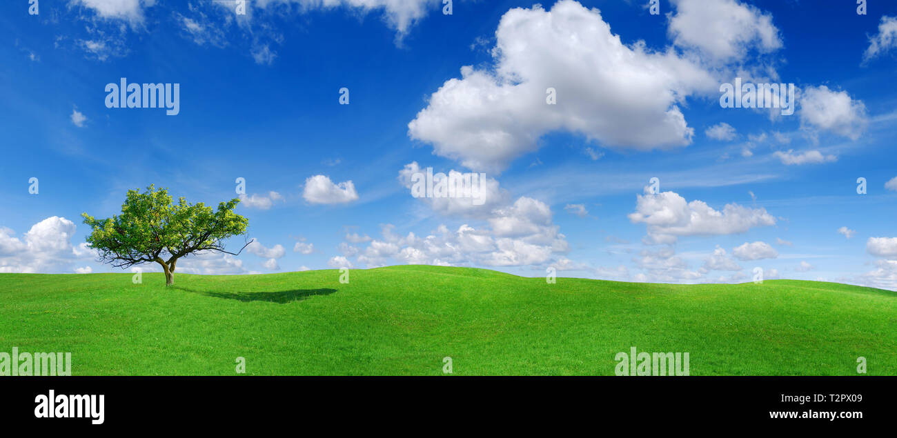 Idylle, Panoramablick auf die Landschaft, einsamer Baum inmitten grüner Felder, blauer Himmel und weiße Wolken im Hintergrund Stockfoto