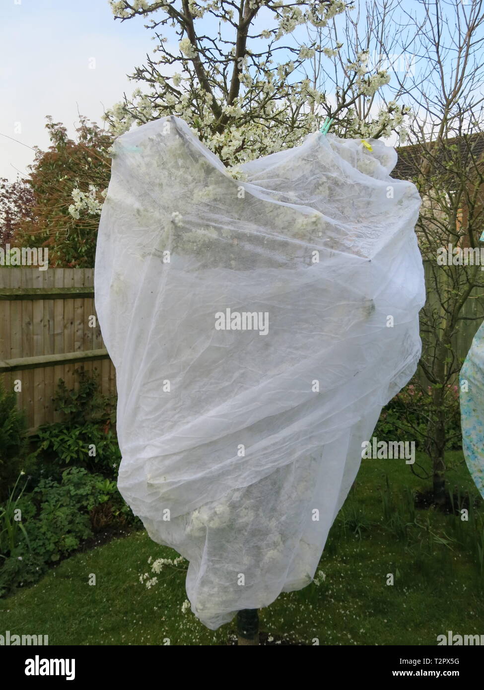Gartenbau Fleece wird verwendet, um die Blüte einer Frucht Baum in einem Englischen Garten zu schützen; Gärtner Vorsicht vor einer scharfen Frost im April 2019. Stockfoto