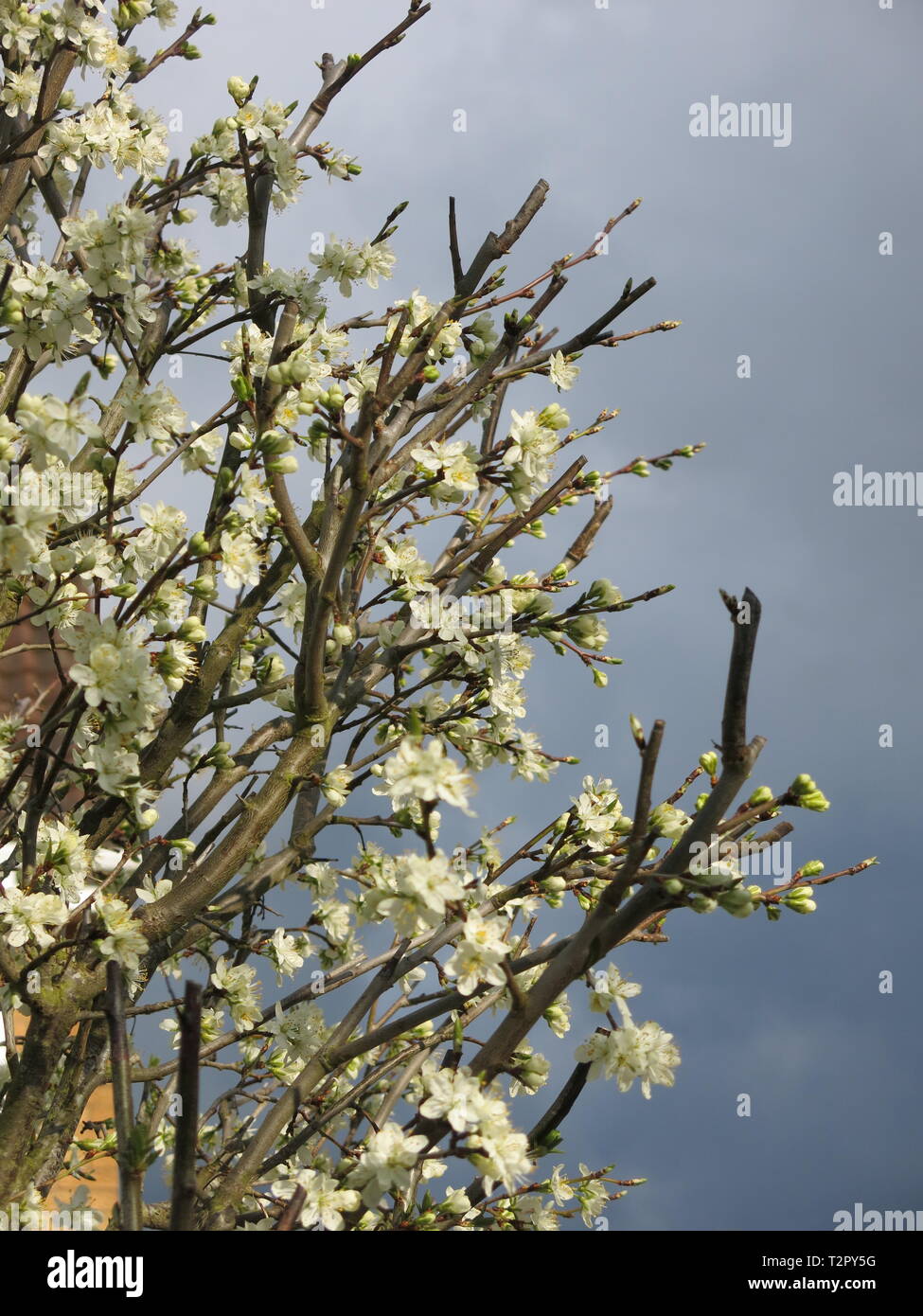 Auf Der Suche Nach Oben In Den Zweigen Einer Weisse Magnolie In