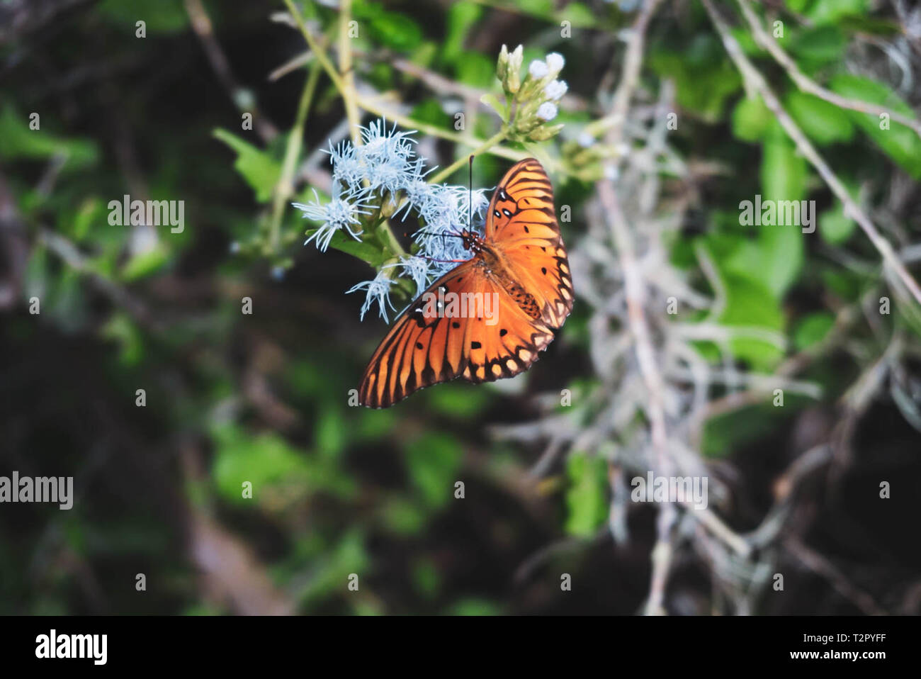 Schmetterling Landung auf seiner bevorzugten blaue Blume Stockfoto