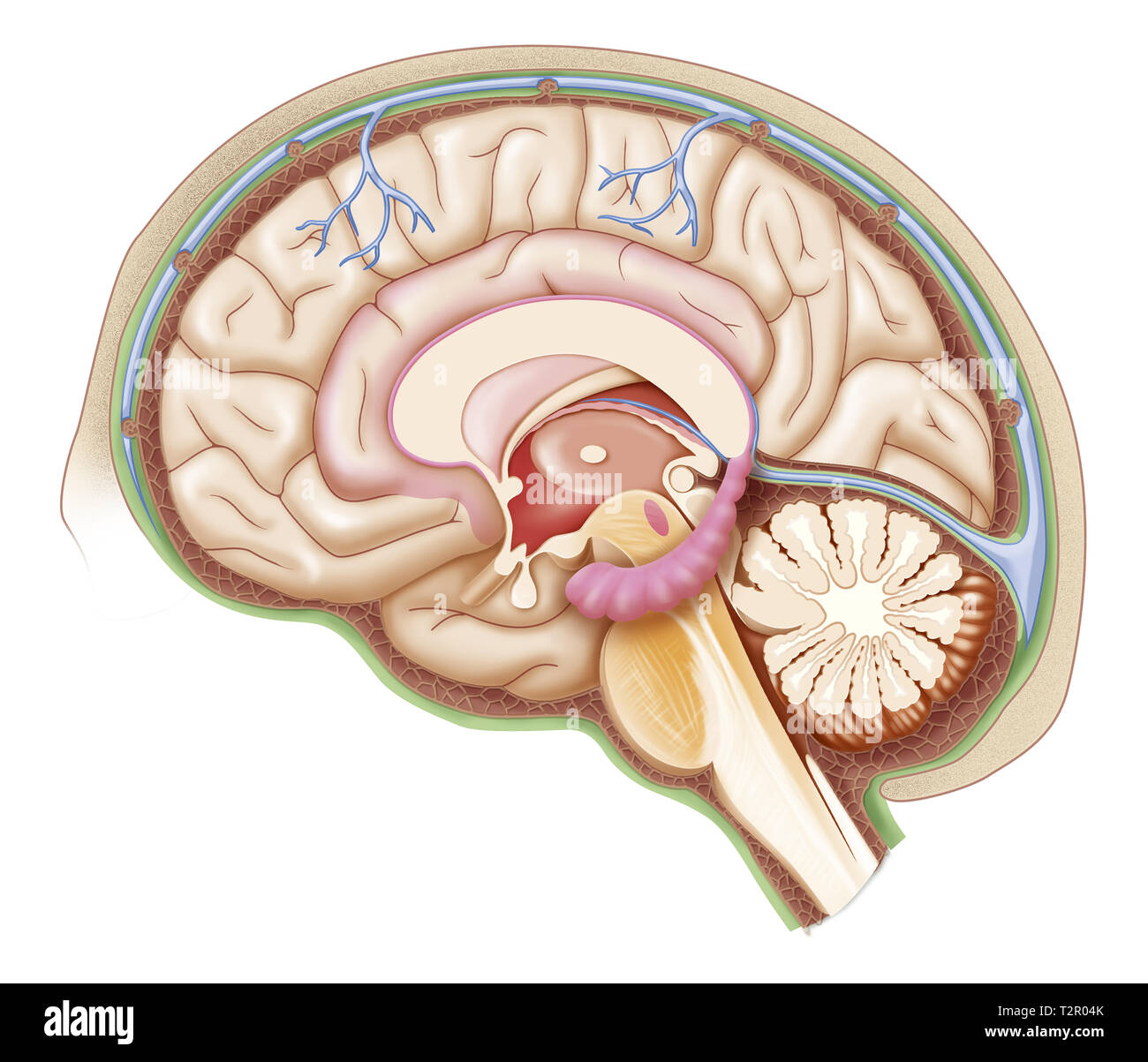 Medial Sagittalschnitt Abbildung des Gehirns und der Hirnhäute. Stockfoto