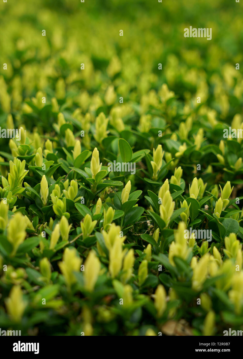 Neue Triebe, die sich aus einer Box hedge im Frühjahr. Stockfoto