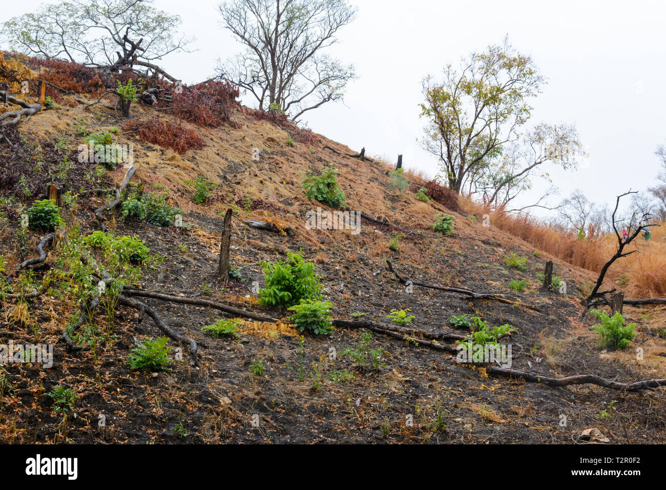 Malawische Hang zeigen Anzeichen von Clearing von Bäumen Stockfoto