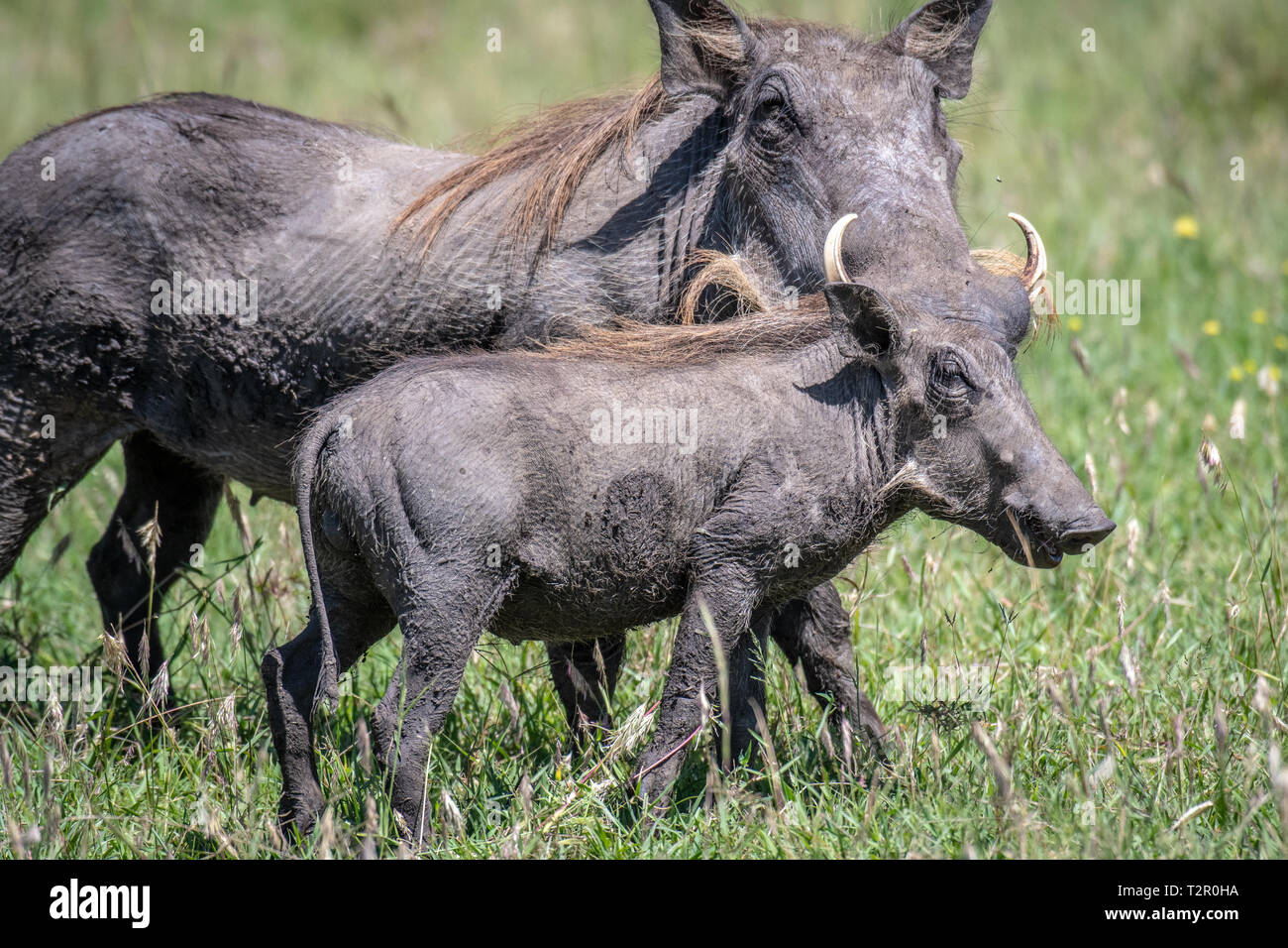 Mutter und Baby Warzenschweine (Phacochoerus africanus) im Gras in Masai Mara National Reserve, Kenia Stockfoto