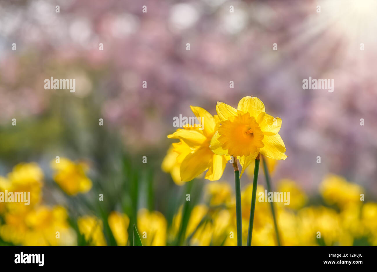 Gelb blühenden Wilden Narzisse, Narcissus pseudonarcissus, in einem Park mit rosa Baum Blüten im Hintergrund an einem sonnigen Tag im Frühjahr, Deutschland Stockfoto