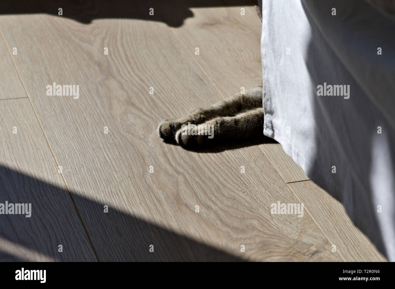 Versteckte Katze Stockfoto