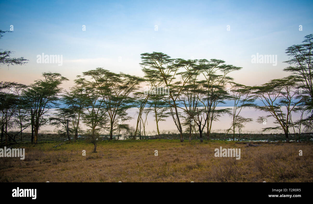 Bäume unterbrechen Sie die Landschaft bei Dämmerung in Lake Nakuru, Kenia Stockfoto