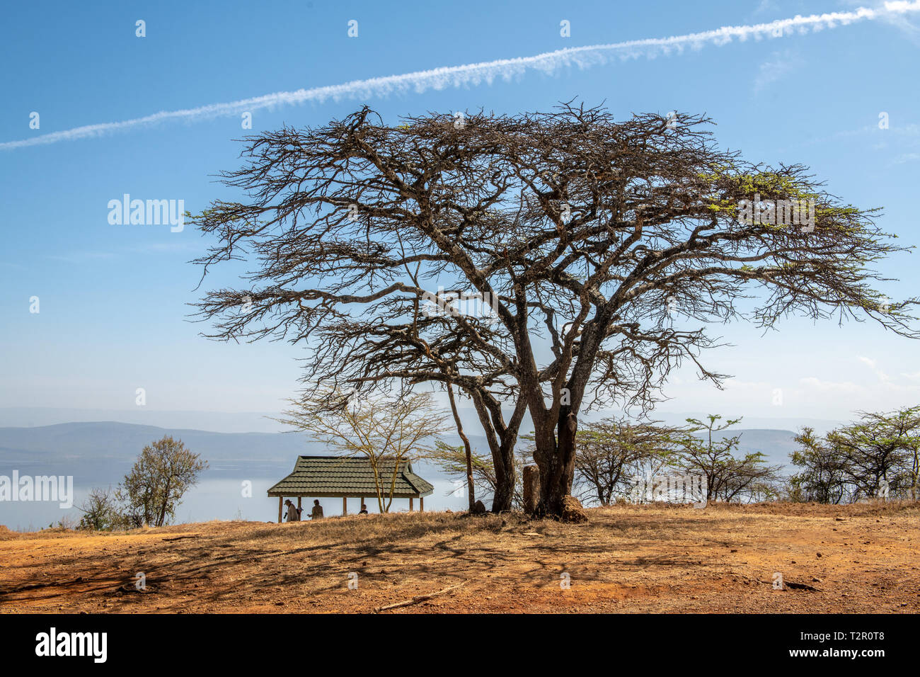 Ein großer Baum wirft einen langen Schatten in der Lake Nakuru, Kenia Stockfoto