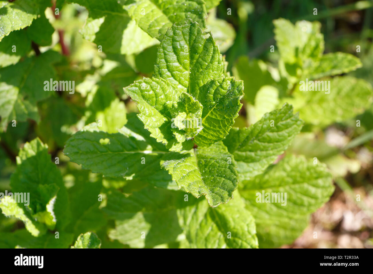 Close-up von Minze Anlage in einem Gemüsegarten im Frühling Stockfoto