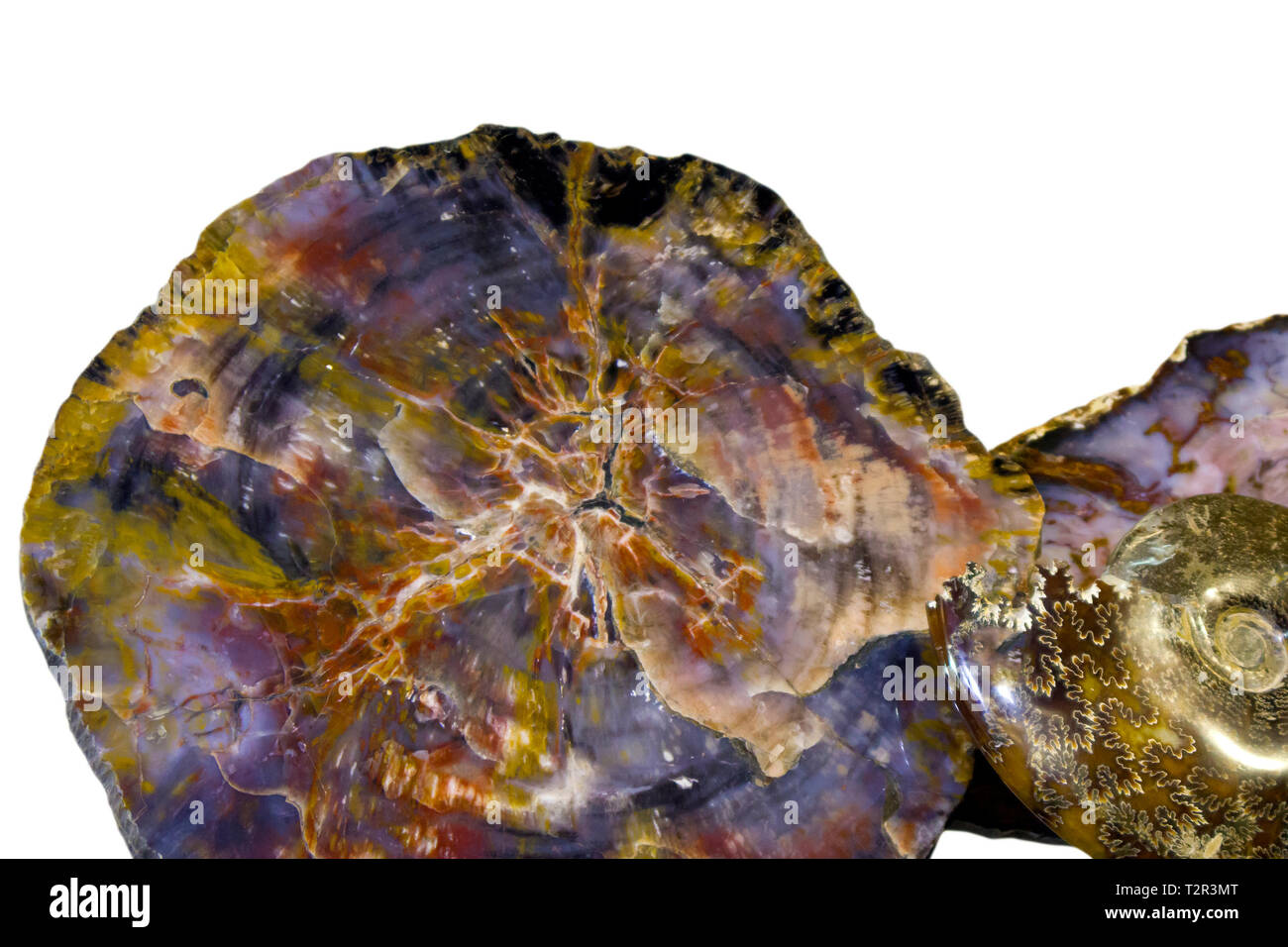 Sammlung von Fossilien, große Stücke von versteinertem Holz und Ammonit poliert Querschnitt auf weißem Hintergrund Stockfoto