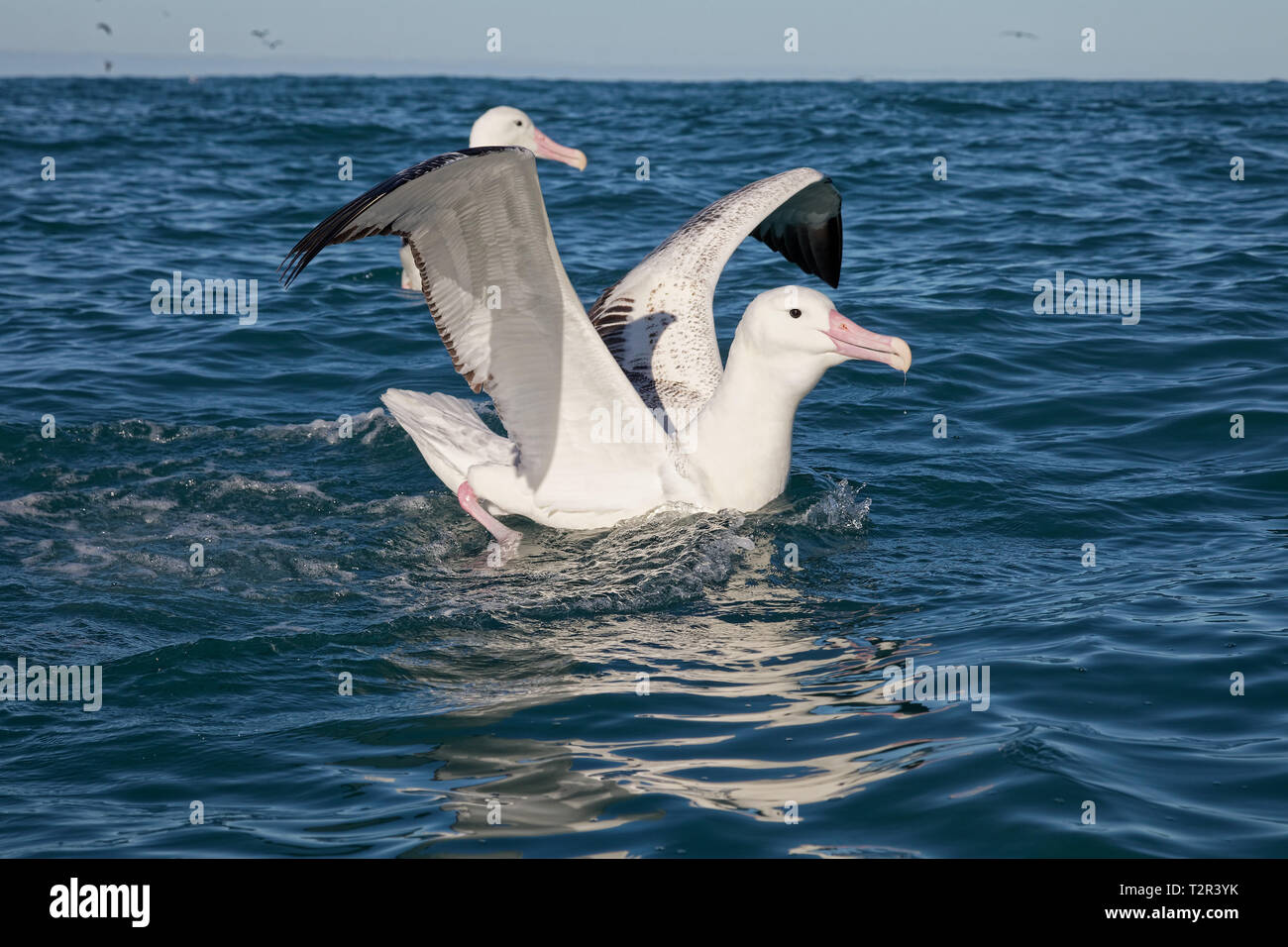 Südliche Royal Albatross, Just Landed und Falten ihre Flügel, auf dem Ozean, Kaikoura, Neuseeland. Stockfoto