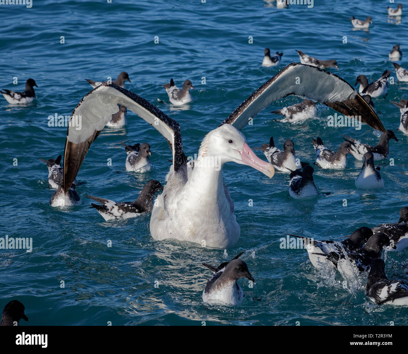 Südliche Royal Albatross, Paddeln auf dem Ozean, Kaikoura, Neuseeland. Stockfoto