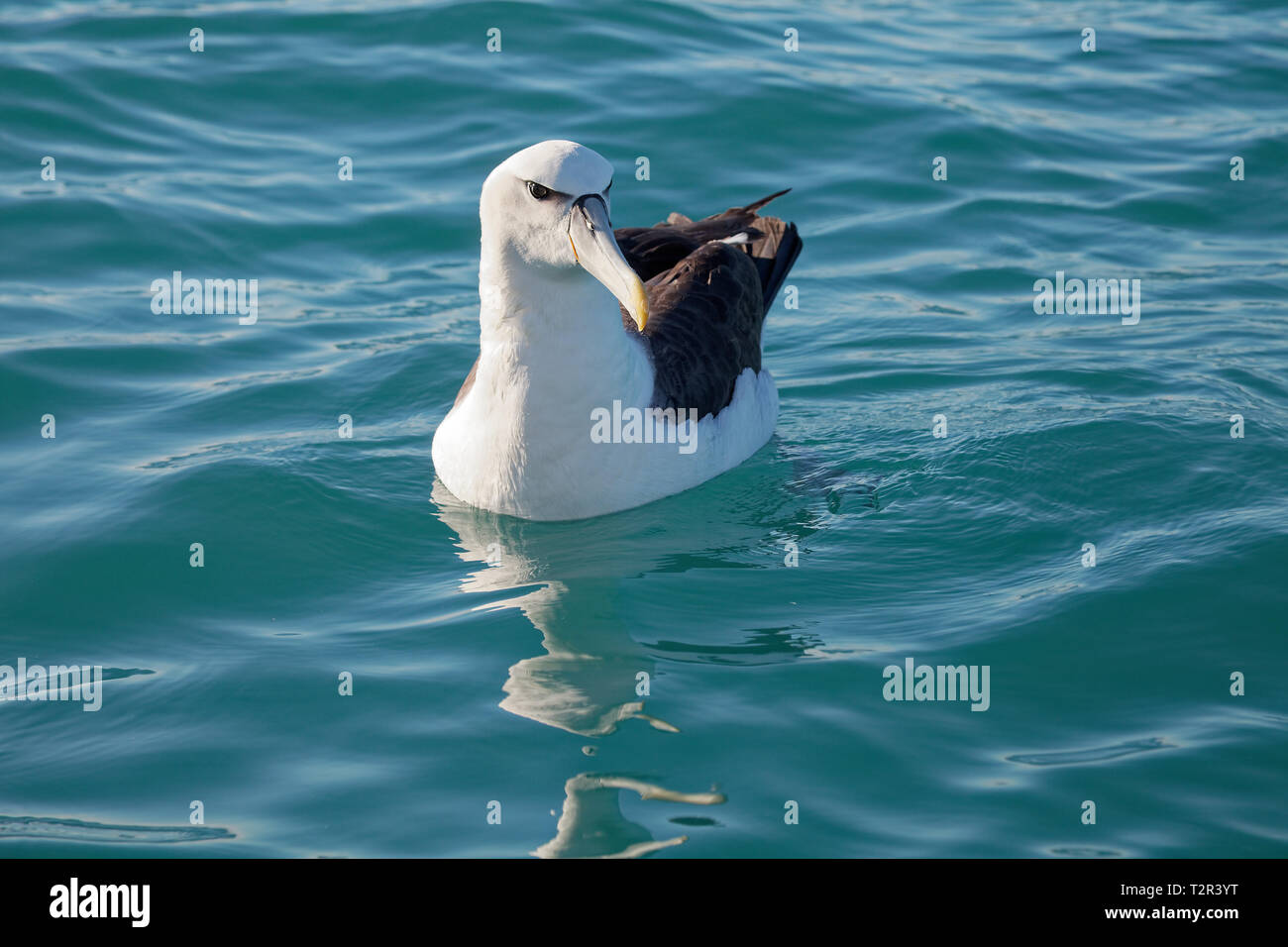 Buller der Albatross, Paddeln auf dem Meer, Küste von Kaikoura, Neuseeland. Stockfoto