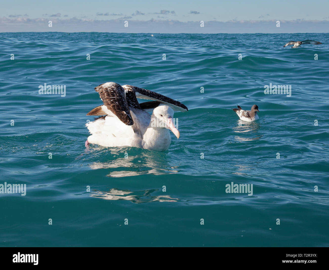 Südliche Royal Albatross, Paddeln auf dem Ozean, Kaikoura, Neuseeland. Stockfoto