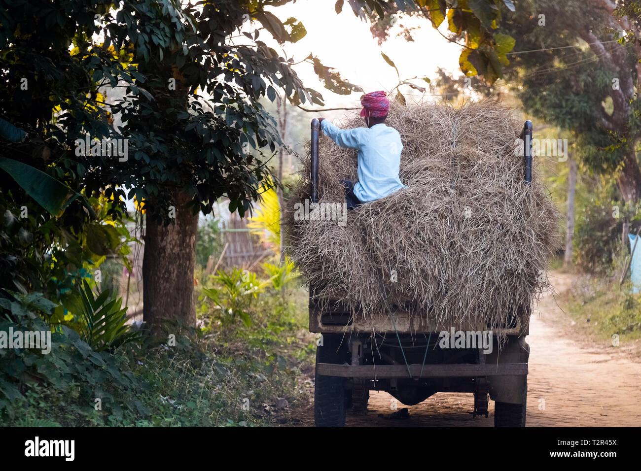 Mann sitzt auf einem Lkw mit Heu als Tierfutter verwendet. Dorf in der Nähe der Stadt Argatala, Tripura, Nordosten Indiens Stockfoto